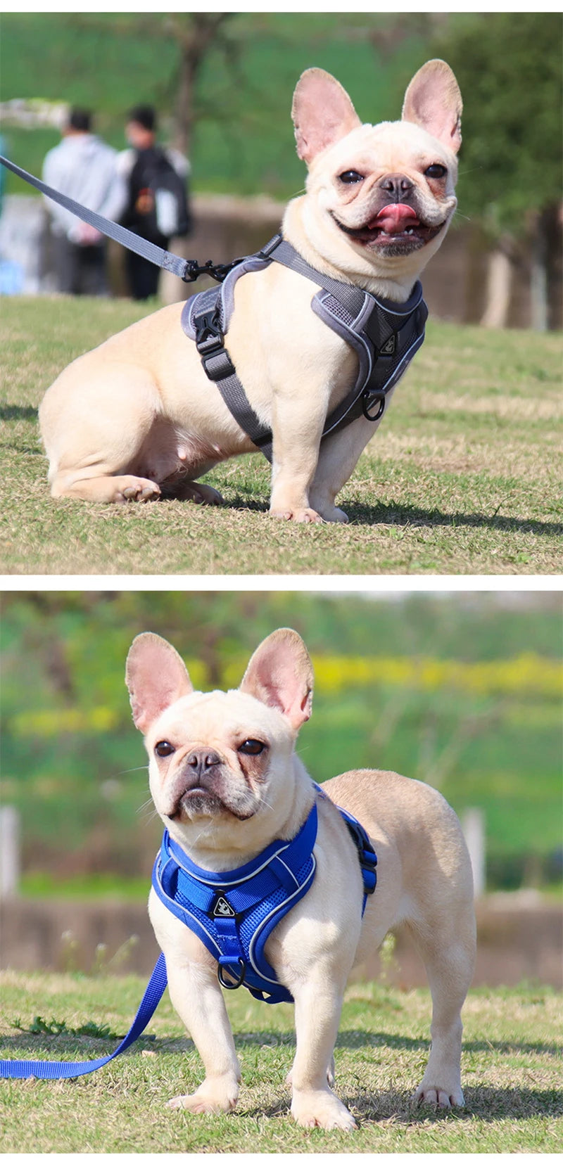 No Pull Dog Harness and Leash