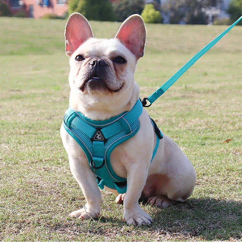 No Pull Dog Harness and Leash