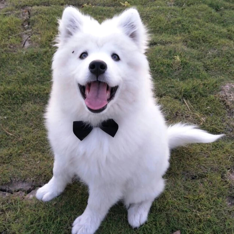 Adjustable Pets Bow