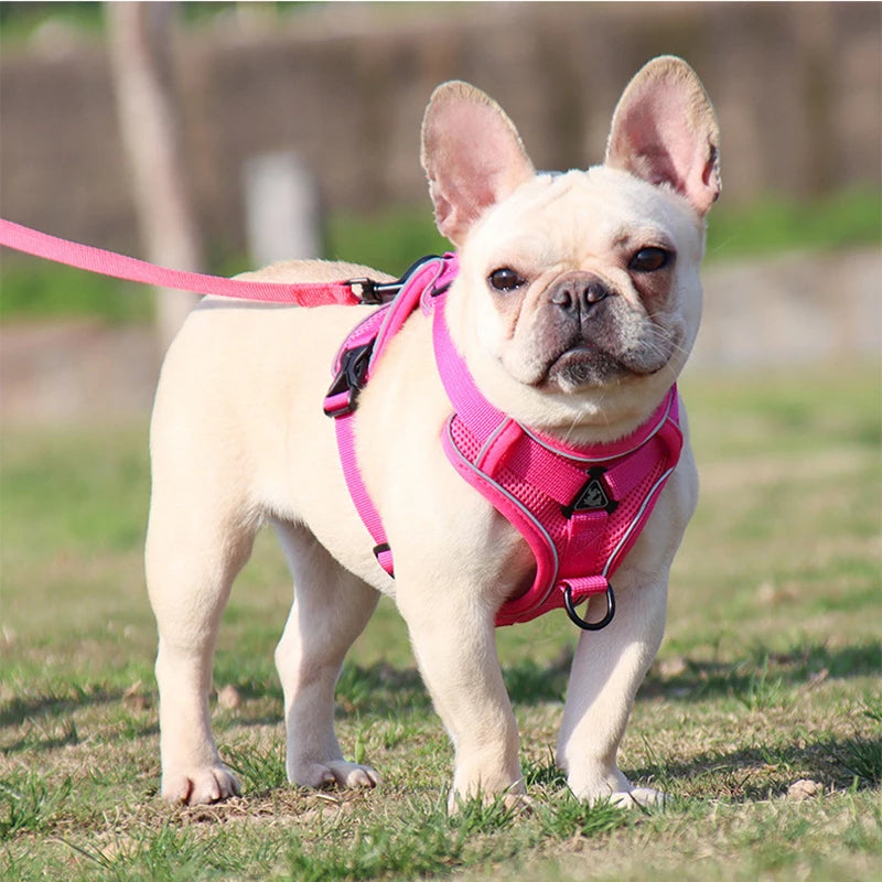 No Pull Dog Harness and Leash