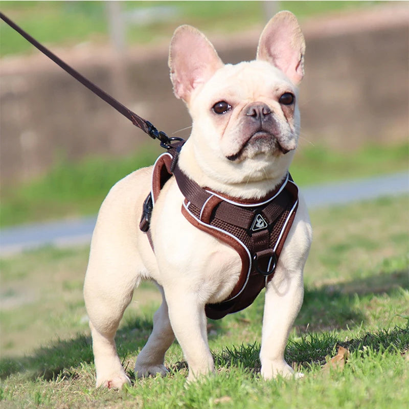 No Pull Dog Harness and Leash
