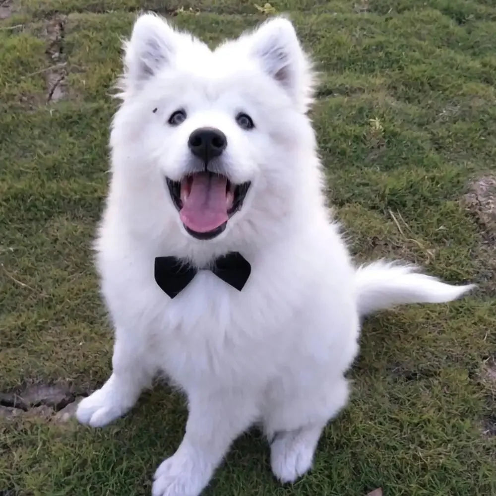 Adjustable Pets Bow