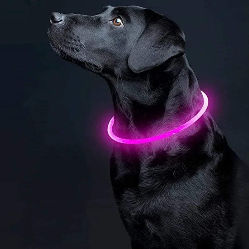 Dog Collar Luminous