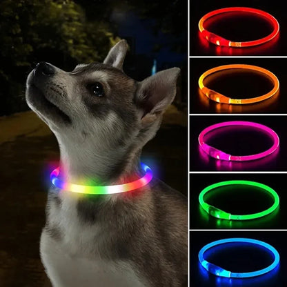 Dog Collar Luminous